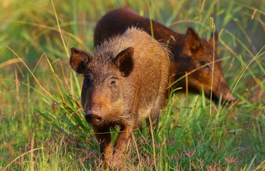 Філіппіни заборонили імпорт свиней з Північної Кореї