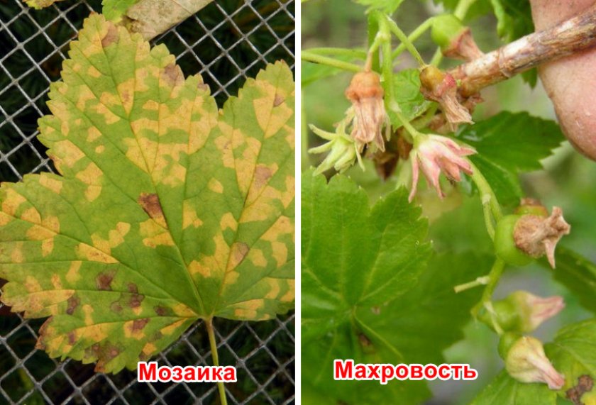 Черная смородина купалинка описание. 98099.ptyqco.840. Черная смородина купалинка описание фото. Черная смородина купалинка описание-98099.ptyqco.840. картинка Черная смородина купалинка описание. картинка 98099.ptyqco.840. Подвид смородины, обладающей черными плодами, который мы будем детально рассматривать в этой статье является представителем растений со средним периодом вызревания. Чёрная смородина Купалинка появилась в Институте плодоводства НАН Беларуси, благодаря трудам ученых-селекционеров А.Г. Волузнев, Н.А. Зазулина, А.Ф. Радюк, путем самоопыления подвида Минай Шмырев. В 2002 году данный подвид был внесен в Государственный реестр и районирован по Центральному региону нашей страны.