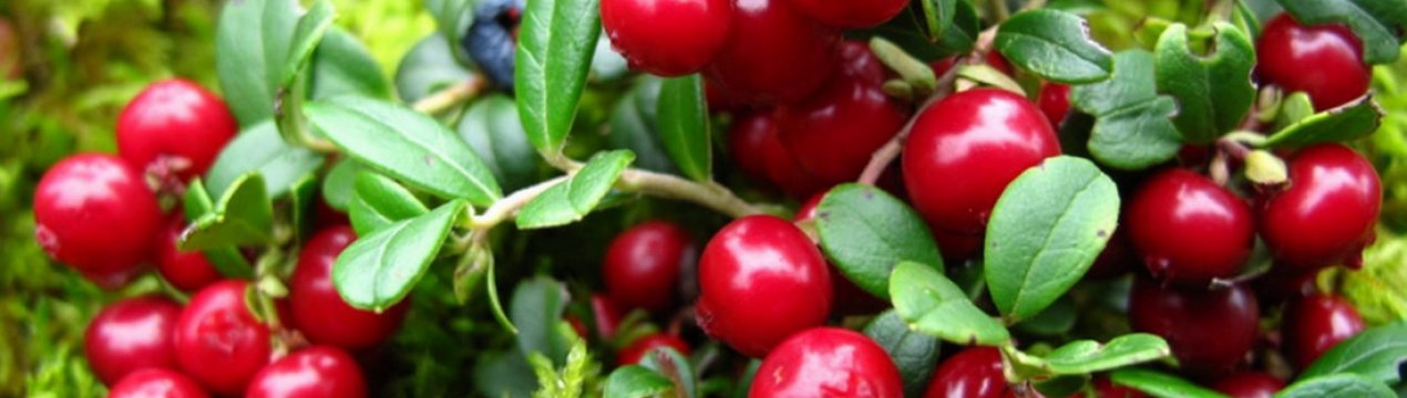 Брусниця для жіночого здоров'я — користь і шкода