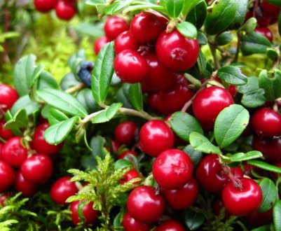 Брусниця для жіночого здоров'я — користь і шкода