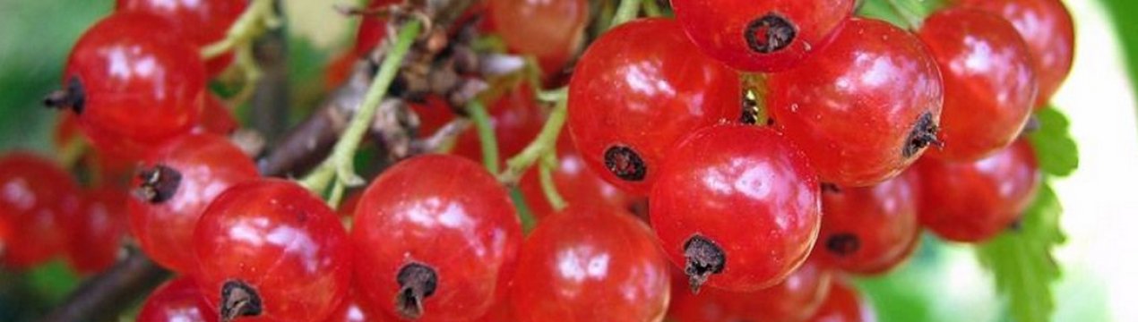Смородина красная дана описание сорта фото отзывы. . Смородина красная дана описание сорта фото отзывы фото. Смородина красная дана описание сорта фото отзывы-. картинка Смородина красная дана описание сорта фото отзывы. картинка . Добавить в избранное