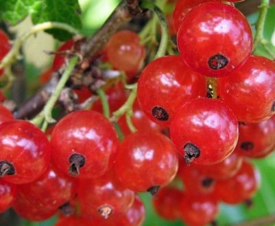 Сорт червоної смородини Дана: особливості, переваги