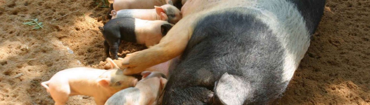 Херсонська компанія планує збільшити кількість свиноматок на 30 відсотків