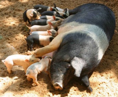 Херсонська компанія планує збільшити кількість свиноматок на 30 відсотків