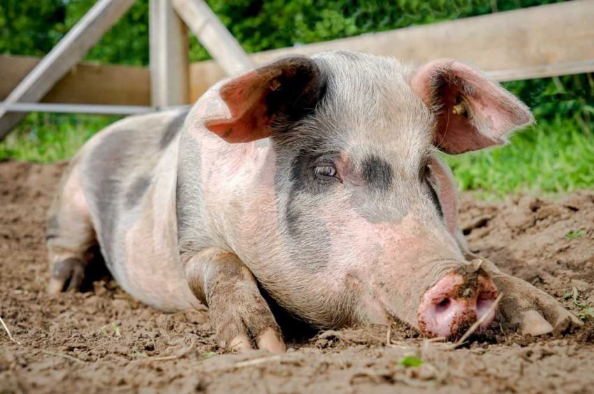 Херсонська компанія планує збільшити кількість свиноматок на 30 відсотків Херсонська компанія планує збільшити кількість свиноматок на 30 відсотків