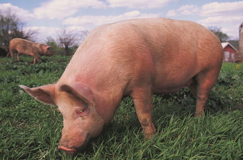 Херсонська компанія планує збільшити кількість свиноматок на 30 відсотків Херсонська компанія планує збільшити кількість свиноматок на 30 відсотків
