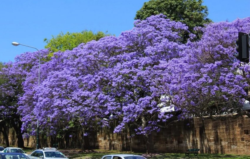 Плантації павловнии з'являться в Чернігівській області