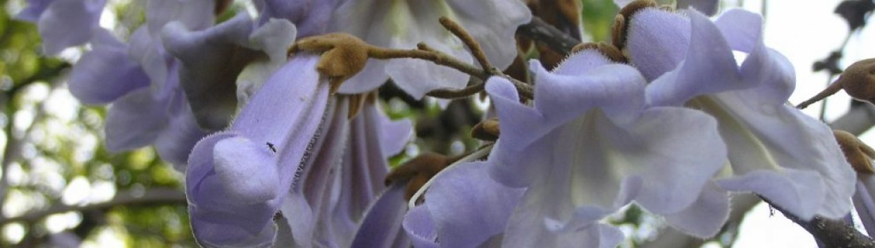 Плантації павловнии з'являться в Чернігівській області