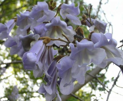 Плантації павловнии з'являться в Чернігівській області