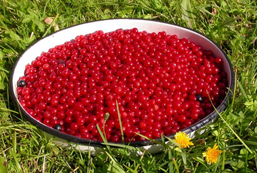 Збір урожаю