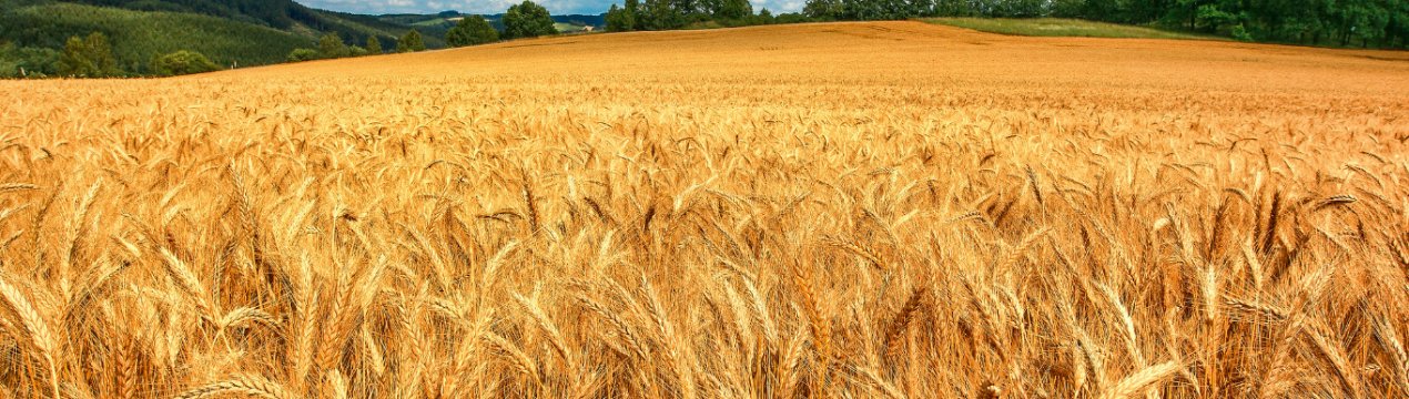 На вихідних в Миколаївській області двічі горіли поля