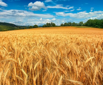 На вихідних в Миколаївській області двічі горіли поля