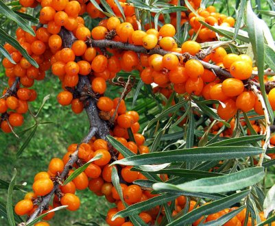 У Вінницькій області з'явиться сад з сортової обліпихи