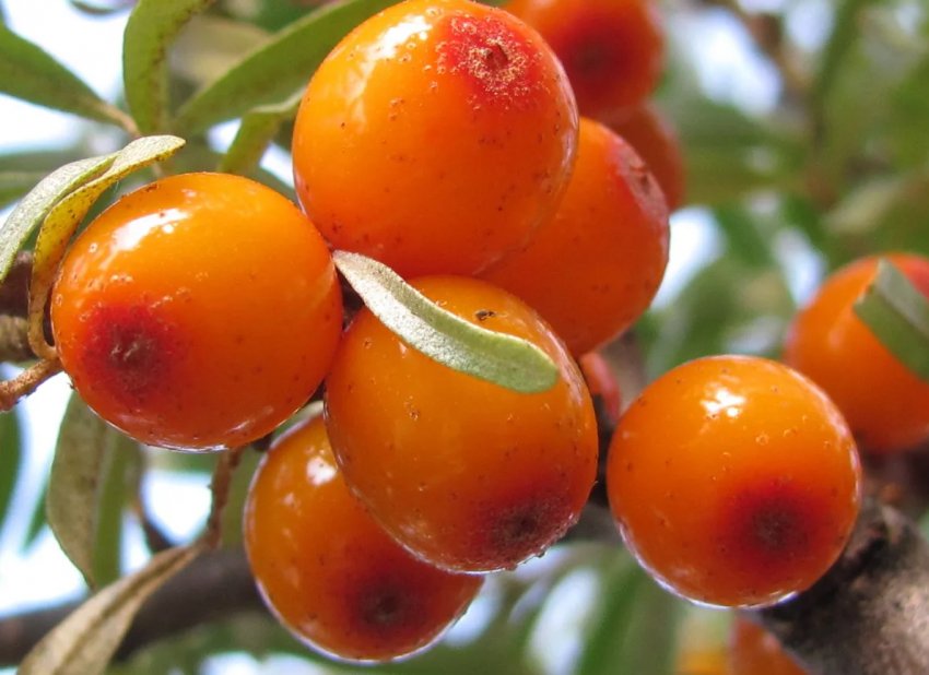 У Вінницькій області з'явиться сад з сортової обліпихи