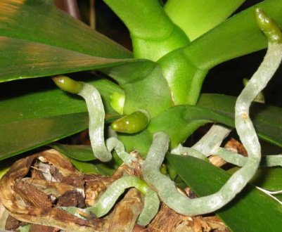 Що робити з повітряними коренями орхідеї?