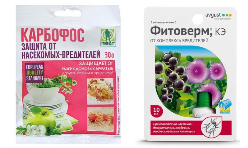 Сорт черной смородины галинка отзывы. 98189.ptywgo.850. Сорт черной смородины галинка отзывы фото. Сорт черной смородины галинка отзывы-98189.ptywgo.850. картинка Сорт черной смородины галинка отзывы. картинка 98189.ptywgo.850. Смородина Галинка была получена путем соединения сортов Лепаан Муста и Сеянец Голубки в НИИСС им. М.А.Лисавенко и внесена в Госреестр сортов в 2001 году.