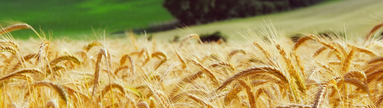 Закарпатські аграрії планують зібрати до 9 тонн пшениці з гектара