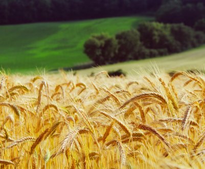 Закарпатські аграрії планують зібрати до 9 тонн пшениці з гектара