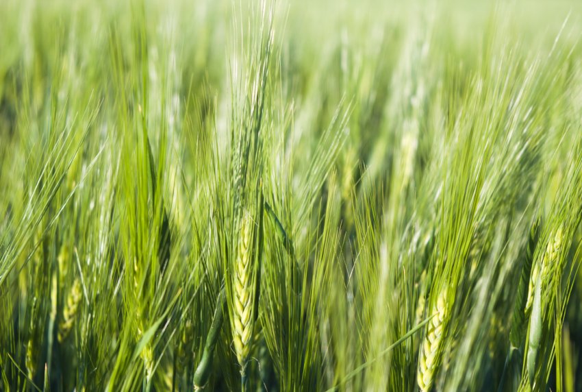 Закарпатські аграрії планують зібрати до 9 тонн пшениці з гектара Закарпатські аграрії планують зібрати до 9 тонн пшениці з гектара