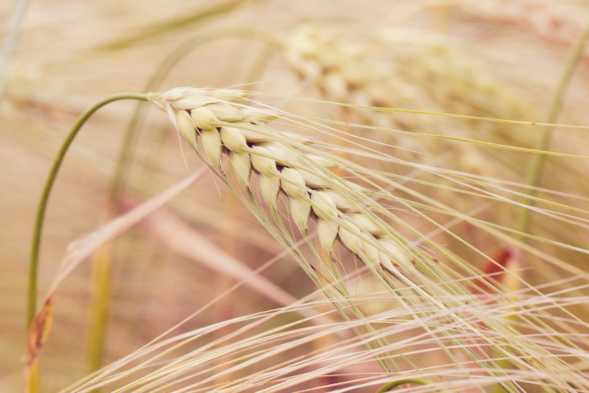 Закарпатські аграрії планують зібрати до 9 тонн пшениці з гектара Закарпатські аграрії планують зібрати до 9 тонн пшениці з гектара