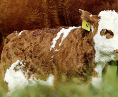 Як назвати теля: хлопчика та дівчинку