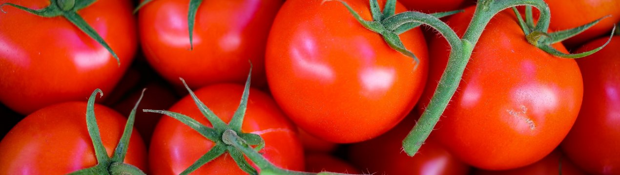 Тепличні господарства України віддають перевагу томатам