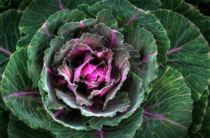 Тепличні господарства України віддають перевагу томатам Тепличні господарства України віддають перевагу томатам