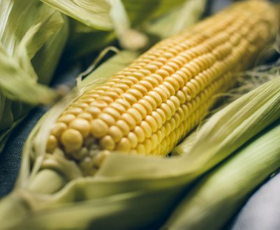 У США посіяно кукурудзи більше, ніж очікувалося