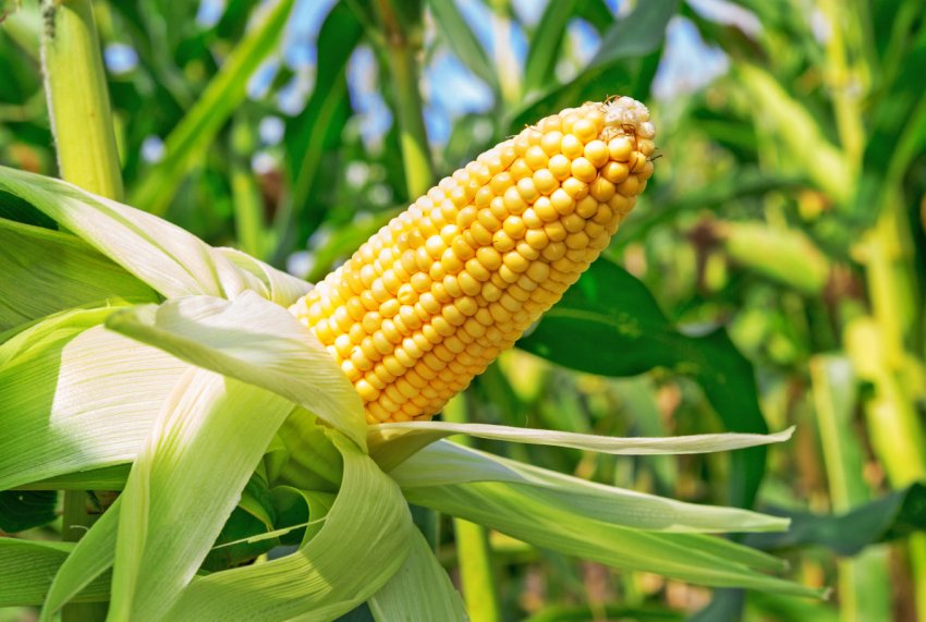 Зімбабве після посухи намагається стримувати зростання цін на кукурудзу Зімбабве після посухи намагається стримувати зростання цін на кукурудзу