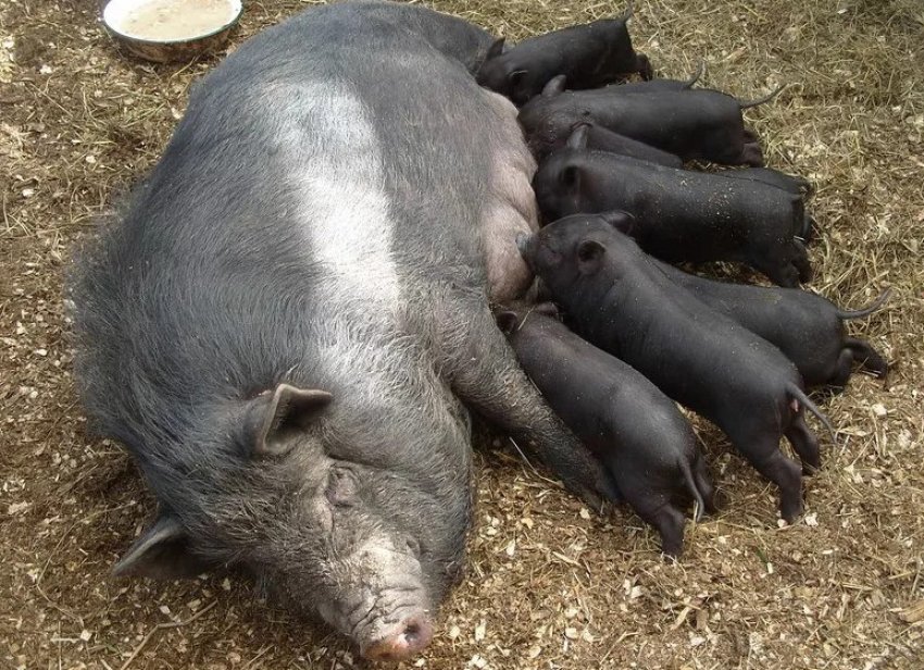 Розведення кармалів