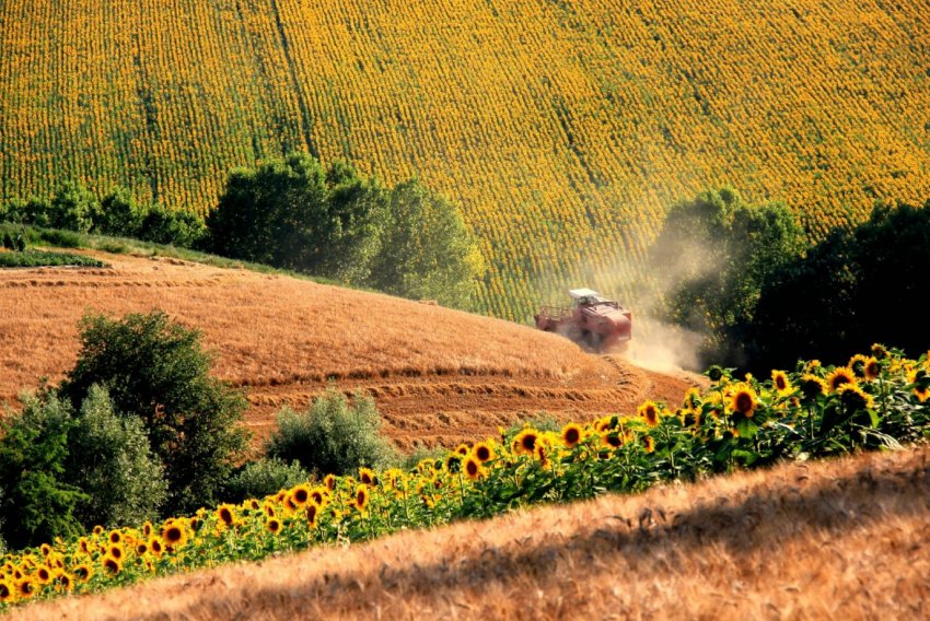 Фермери Ольстера попередили про неприпустимість скорочення виплат по підтримці
