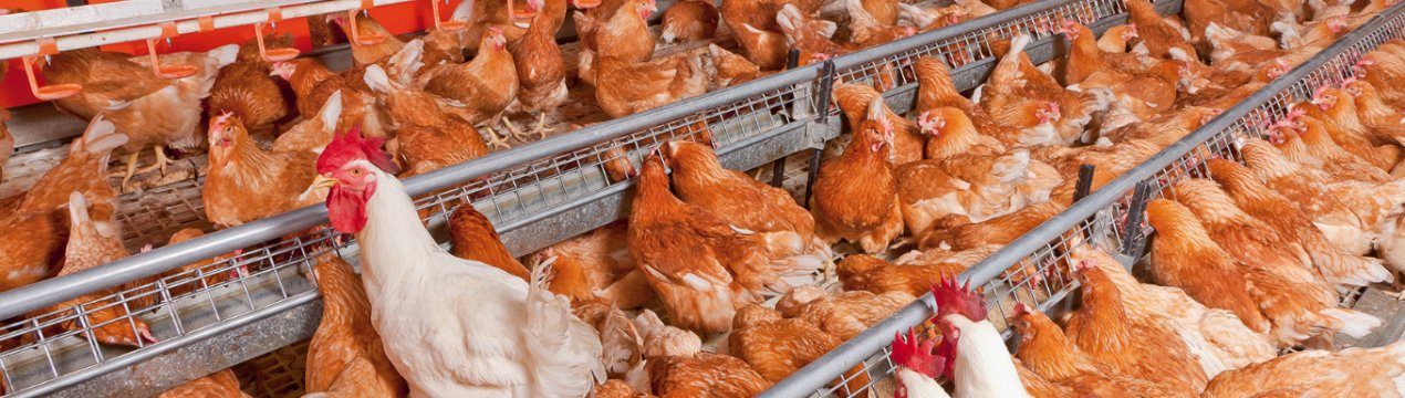 ЄБРР профінансує розширення птахофабрики Chirina в Грузії