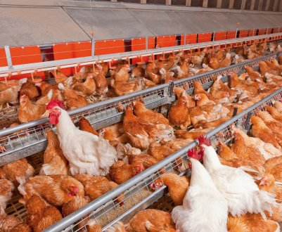 ЄБРР профінансує розширення птахофабрики Chirina в Грузії