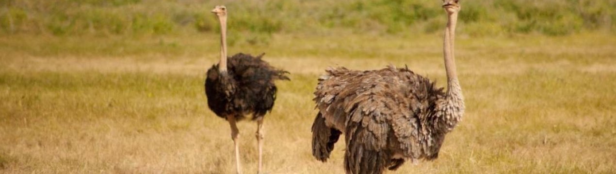 Африканський страус: як виглядає, де живе, чим харчується