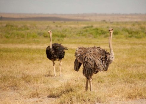 Африканський страус: як виглядає, де живе, чим харчується