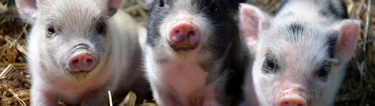 Тайвань буде домагатися визнання статусу країни, вільної від ящуру без щеплень