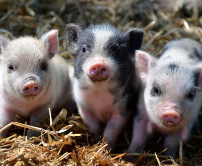 Тайвань буде домагатися визнання статусу країни, вільної від ящуру без щеплень