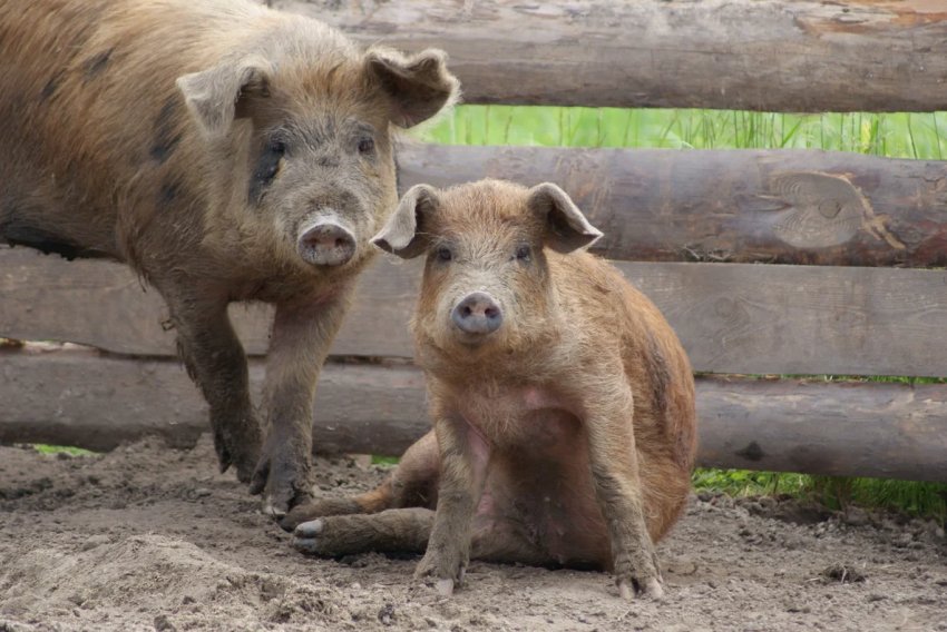Тайвань буде домагатися визнання статусу країни, вільної від ящуру без щеплень Тайвань буде домагатися визнання статусу країни, вільної від ящуру без щеплень