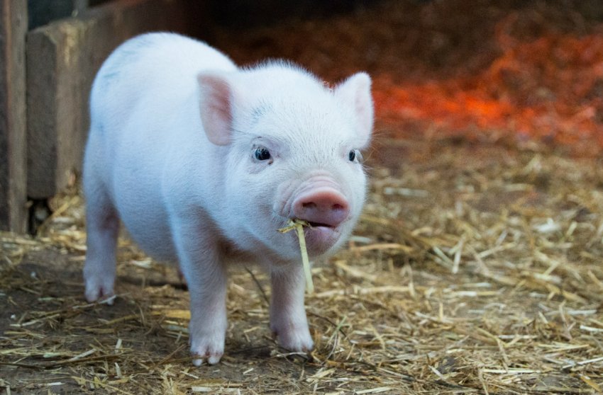 Тайвань буде домагатися визнання статусу країни, вільної від ящуру без щеплень Тайвань буде домагатися визнання статусу країни, вільної від ящуру без щеплень