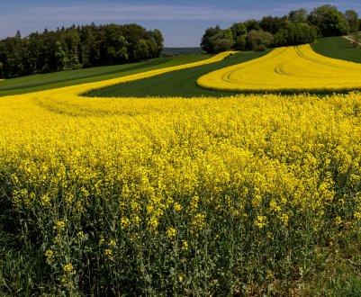 На удмуртська просторах — все більше ріпаку