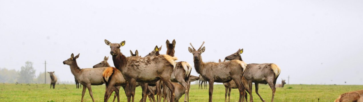 Новий красноярський завод переробить м'ясо північних оленів і цінних риб
