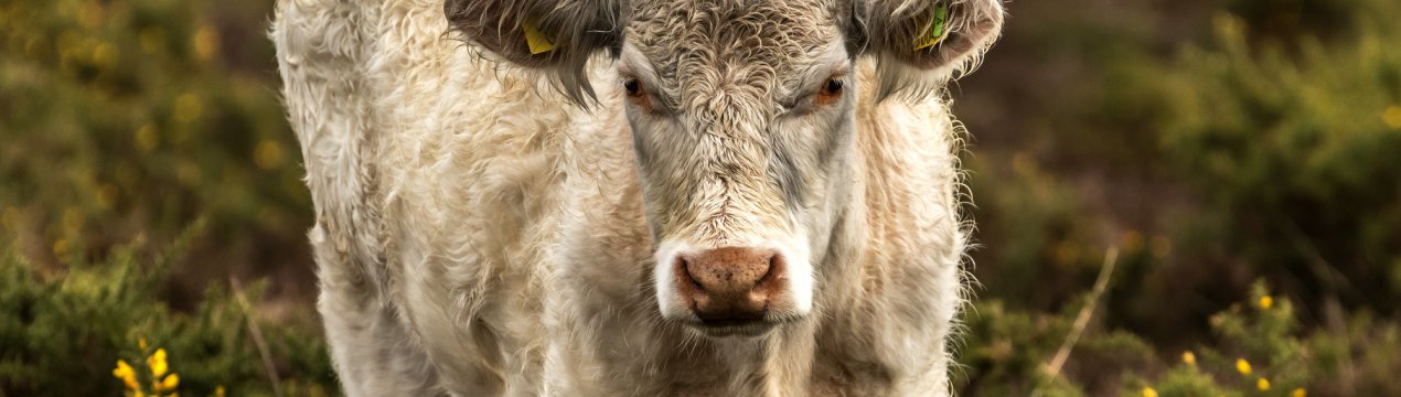 У Мордовії «знайдуть дім» понад шести тисяч корів