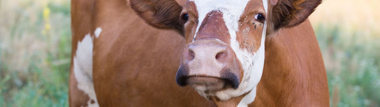 Поїзд, наступний на півдня, убив і скалічив чотирнадцять пензенських корів