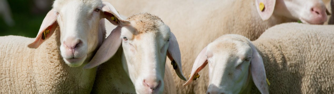 Фермери Великобританії кажуть, що внутрішній ринок так само важливий, як і зовнішня торгівля