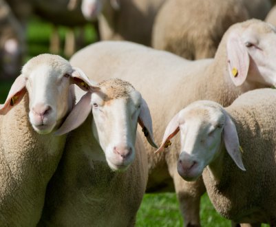 Фермери Великобританії кажуть, що внутрішній ринок так само важливий, як і зовнішня торгівля