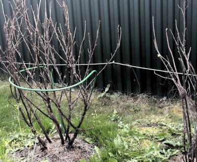 Як зробити підв'язку, підставку під смородину і агрус