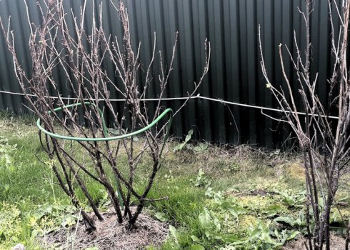 Як зробити підв'язку, підставку під смородину і агрус