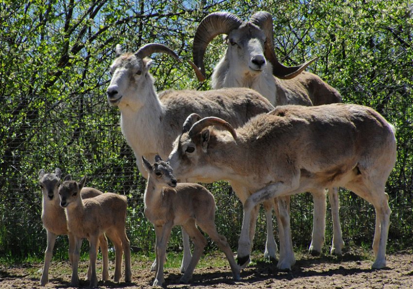 Самки та молодняк Алтайських баранів Самки та молодняк Алтайських баранів