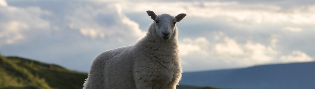 Brexit в жовтні без угоди несе «величезний ризик» для сектора червоного м'яса Уельсу