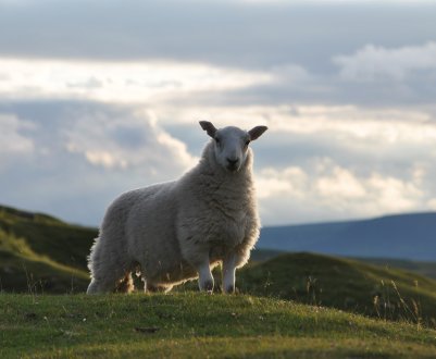 Brexit в жовтні без угоди несе «величезний ризик» для сектора червоного м'яса Уельсу